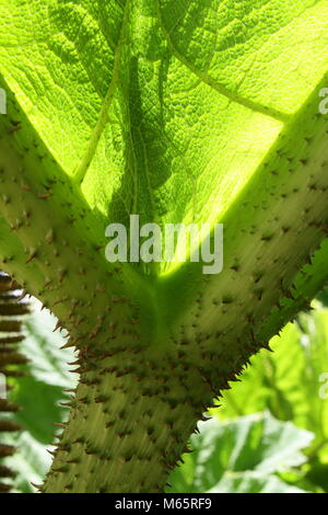 Sotto la Gunnera Foto Stock