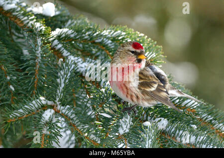 Un selvaggio Redpoll finch bird (Carduelis flammea) appollaiato su un spruch ramo di albero con fresca neve caduti nelle zone rurali di Alberta in Canada. Foto Stock