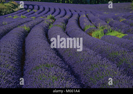 Vista del campo di lavanda fiori sotto il cielo sereno, nei pressi del villaggio di Roussillon. Situato nella regione della Provenza, nel sud-est della Francia. Foto Stock