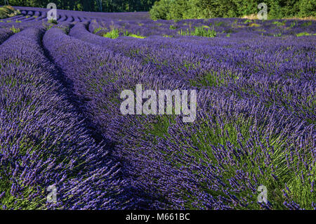 Vista del campo di lavanda fiori sotto il cielo sereno, nei pressi del villaggio di Roussillon. Situato nella regione della Provenza, nel sud-est della Francia. Foto Stock