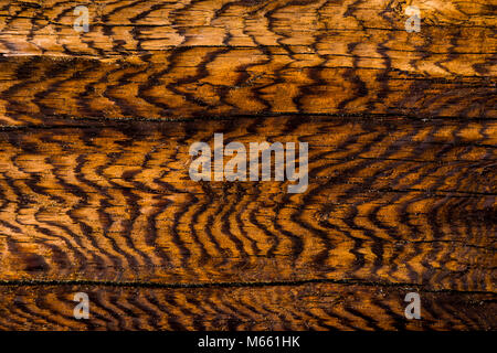 Dettaglio di Driftwood - Washington, Fort Flagler State Park (verticale o orizzontale) Foto Stock