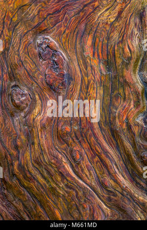 Dettaglio di Driftwood - Washington, Fort Flagler State Park (verticale o orizzontale) Foto Stock