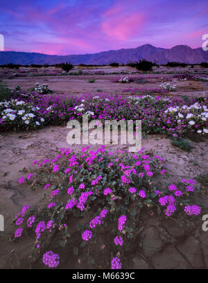 Dawn, verbena, Anza-Borrego Desert State Park, San Diego County, California Foto Stock