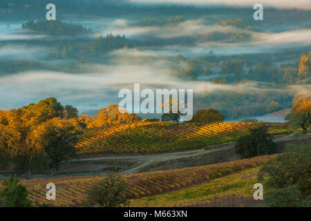 Sunrise, Marietta vigneti, Yorkville Highlands, Mendocino County, California Foto Stock