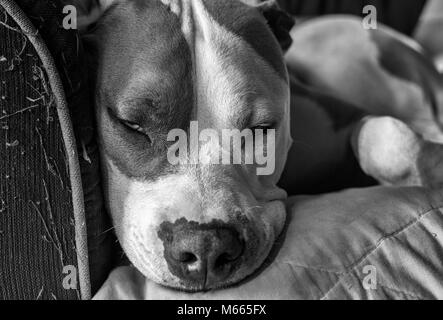 Un cane pitbull di razza mista (American Staffordshire Pit Bull Terrier e American Pit Bull Terrier) (Canis lupus familiaris) schizza su un divano. Foto Stock