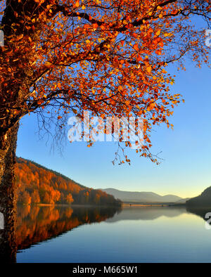 Pino silvestre sulle rive di Loch Pityoulish - ,parte del Parco nazionale di Cairngorms come si vede in autunno. - Vicino a Aviemore. Foto Stock