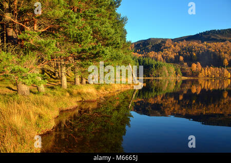 Pino silvestre sulle rive di Loch Pityoulish - ,parte del Parco nazionale di Cairngorms come si vede in autunno. - Vicino a Aviemore. Foto Stock