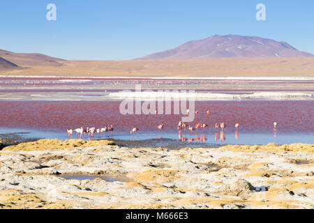 Laguna Colorada fenicotteri, Bolivia. Puna flamingo. Fauna andina. Rosso Laguna Foto Stock