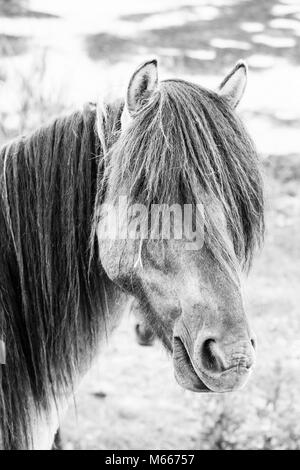 Immagine monocromatica della politica europea di cavalli selvaggi in un campo aperto in prossimità di acqua Foto Stock