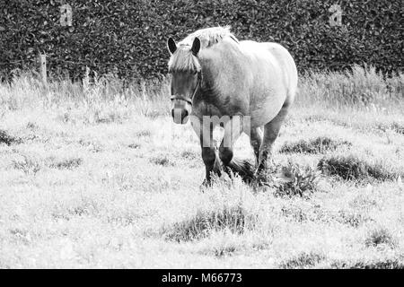 Immagine monocromatica della politica europea di cavalli selvaggi in un campo aperto in prossimità di acqua Foto Stock