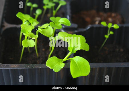 I giovani germogli verdi di foglie di rucola in terra. Piantine in giardino Foto Stock