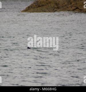 Comune di Porto o la guarnizione (Phoca vitulina) imbottigliamento nella calma increspata del Mare del Moray Firth a mare del Nord. Macduff, Aberdeenshire, Regno Unito. Foto Stock