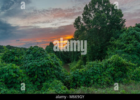 Un rurale creek coperti in kudzu vigne al tramonto. Foto Stock