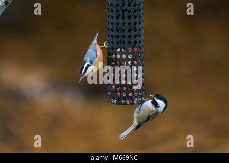 Red-breasted picchio muratore e nero-capped Luisa Bird in inverno a BC Canada Foto Stock