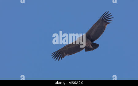 Condor in volo sopra il Colca Canyon in Perù Foto Stock