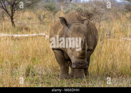 Adulto rinoceronte bianco del Sud (Ceratotherium simum) sulle praterie del Kenya, Africa Foto Stock