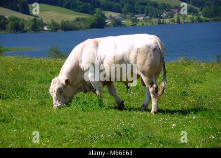 Bestiame al lago 14 Foto Stock