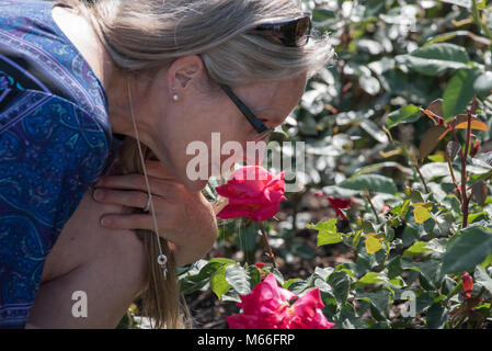 Donna odore di rose in un giardino Foto Stock