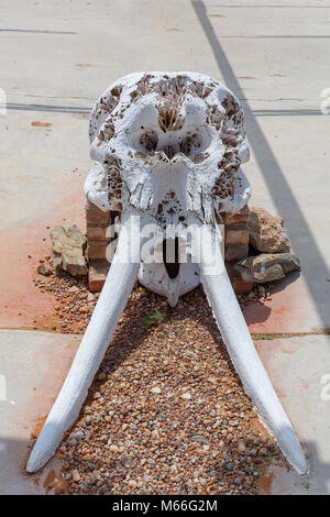 Elefante essiccato il cranio con zanne, il Parco Nazionale di Etosha, Namibia Foto Stock