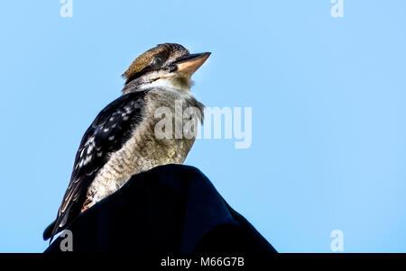 Ridendo kookaburra uccello, Australia Occidentale, Australia Foto Stock