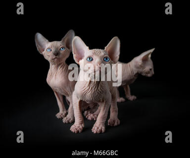 Tre gattini Sphynx Foto Stock