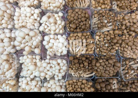 Bianco e Marrone di champignon su uno stallo al mercato in Thailandia. Raw sullo sfondo di funghi Foto Stock