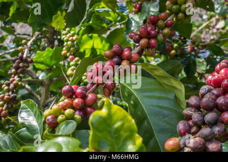 I chicchi di caffè maturazione su un albero Foto Stock