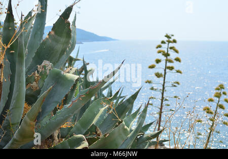 Costieri selvaggi cespugli su rocce di mare con un mare di seguito Foto Stock