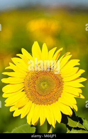 Due maturi teste di semi di girasole in un campo di semi di girasole sono rivolti verso il sole del mattino mentre le api raccolgono il polline Foto Stock