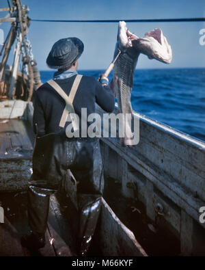 Anni Cinquanta lavoratore a bordo commerciale mare profondo barca da pesca di infilzare il sollevamento di pesce OCEANO ATLANTICO COSTA OFF GLOUCESTER MA USA - kf38875 CPC001 HARS COPIA DI CATTURA dello spazio a tutta lunghezza animali a rischio in ambienti chiusi professione trasporto nostalgia di mezza età uomo di mezza età 40-45 anni 45-50 anni una specialità di origine animale Competenze occupazione carriere catturati autoreggenti EAST COAST MASCHI NEW ENGLAND A BORDO DI GLOUCESTER occupazioni in vecchio stile persone INFILZARE WILD catturati Foto Stock