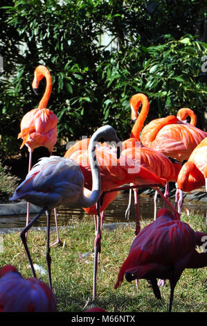 Gruppo di fenicotteri rosa a Baltimora Zoo Foto Stock