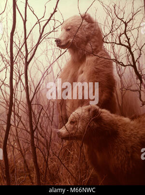 Due marrone ripiene KODIAK BEARS DALL'ALASKA TASSIDERMIA MUSEO DI STORIA NATURALE DI VISUALIZZAZIONE FINESTRA DI CASE - kz220 HAR001 HARS PREDATOR creatura mammifero Pacific Northwest WILDLIFE AK BRUIN grande orso KODIAK Kodiak Bear in vecchio stile URSINE Foto Stock