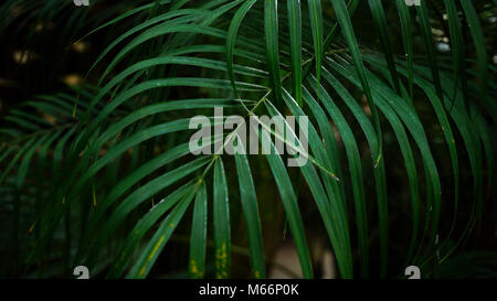 Tessitura di piante crescono sul recinto nel parco. Foto Stock
