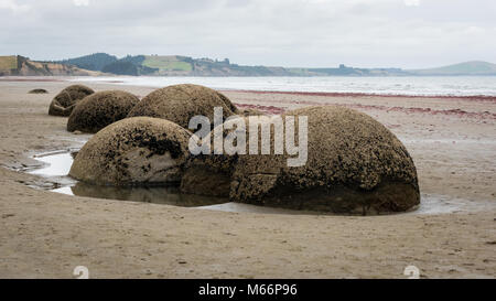 Moeraki Boulders, Isola del Sud, Nuova Zelanda Foto Stock