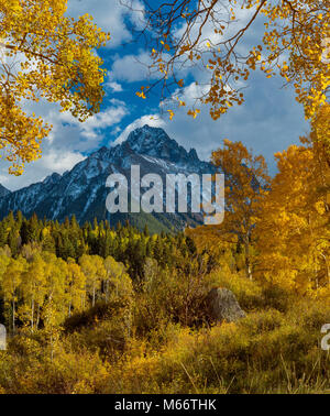 Aspen, Populus tremula, Mount Sneffels, Dallas dividere, Uncompahgre National Forest, Colorado Foto Stock