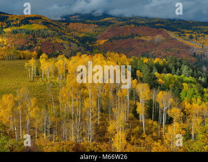 Aspen, Populus tremula, Rovere, Quercus Gambelii, Dallas dividere, Dallas dividere, Uncompahgre National Forest, Colorado Foto Stock