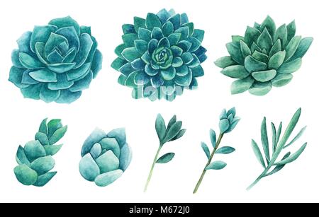 Acquerello succulente vector clip art. Cactus set clipart Illustrazione Vettoriale