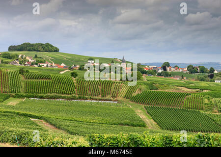 Vigne Ville Dommange Reims Marne Grand Est Francia Foto Stock