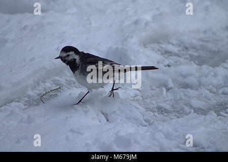 Castletownshend, West Cork, Irlanda. 1 Marzo, 2018. Pied Wag coda. (Motacilla alba). Gli uccelli di piccole dimensioni stentano a trovare cibo a sufficienza nella neve profonda. aphperspective/Alamy Live News Foto Stock