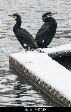 Windsor, Regno Unito. 1 Marzo, 2018. Regno Unito: Meteo due cormorani (Phalacrocoracidae) in mezzo alla neve accanto al fiume Tamigi tra Windsor e Eton. I residenti locali si svegliò per un pernottamento nevicata in Windsor, Berkshire, e hanno avvertito di aspettarsi di più neve da mezzogiorno. Credito: Mark Kerrison/Alamy Live News Foto Stock