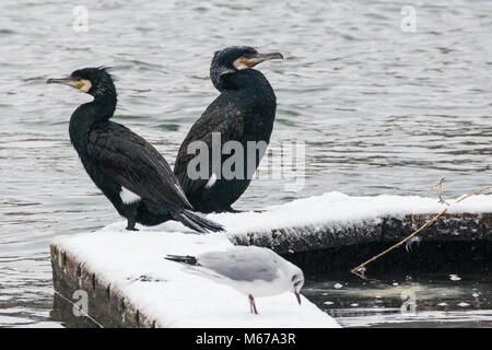 Windsor, Regno Unito. 1 Marzo, 2018. Regno Unito: Meteo due cormorani (Phalacrocoracidae) in mezzo alla neve accanto al fiume Tamigi tra Windsor e Eton. I residenti locali si svegliò per un pernottamento nevicata in Windsor, Berkshire, e hanno avvertito di aspettarsi di più neve da mezzogiorno. Credito: Mark Kerrison/Alamy Live News Foto Stock