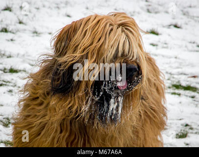 Eastbourne, East Sussex, Regno Unito. 1 Marzo, 2018. Il gelo e la neve raggiunge la Costa Sud di East Sussex Foto Stock