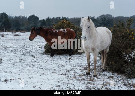 New Forest. 1 Mar, 2018. Regno Unito Meteo: primo giorno di primavera nella nuova foresta Hampshire con neve dalla bestia da est. Credito: © Paul Chambers / Alamy Stock Photo/Alamy Live News Foto Stock