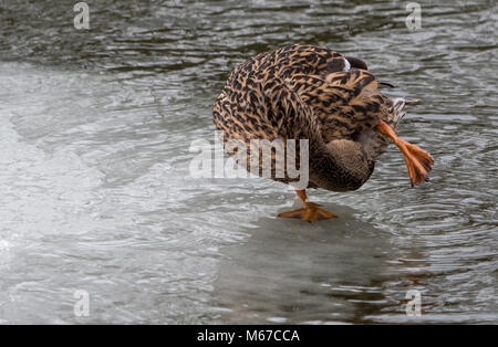 La scheggiatura. 1 Mar, 2018. Regno Unito Meteo: Un Mallard duck preens stessa sul mulino Congelato stagno a Chipping, Preston, Lancashire dove temperature diurne non ha luogo al di sopra del congelamento. Credito: John Eveson/Alamy Live News Foto Stock