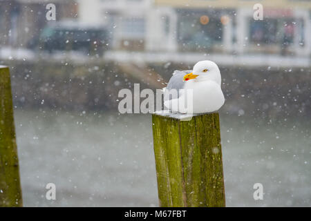 Looe, Cornwall, Regno Unito 01/03/2018. La gente fuori e circa nella città di Looe come tempesta Emma porta Blizzard simili condizioni non si vede in quasi quarant'anni. Credito: James Pearce/Alamy Live News Foto Stock