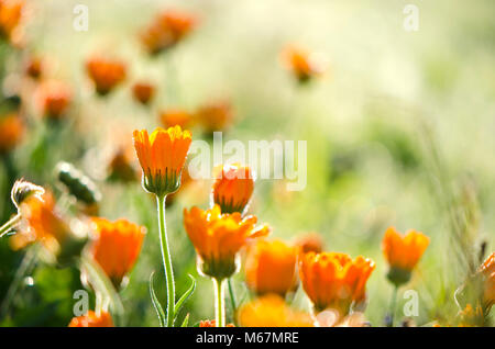 La sfocatura bellissimo erbe mediche calendula calendula fioritura estate sfondo Foto Stock