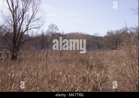 Arnold Arboretum in Giamaica pianura, Boston, MA Foto Stock