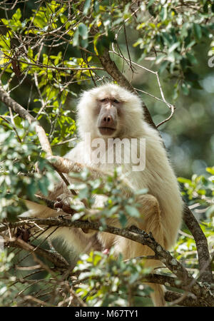 Un babbuino oliva soffre di Leucism Foto Stock