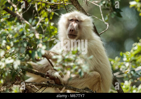 Un babbuino oliva soffre di Leucism Foto Stock