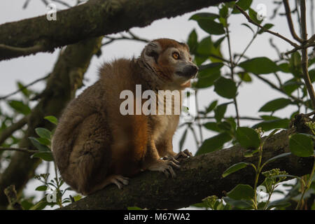 Foto di un lemure coronato seduto in alto in un albero con la sua coda violentate intorno ad esso Foto Stock